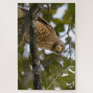 Staring Bird, Tropical Belise Roadside Hawk Jigsaw Puzzle