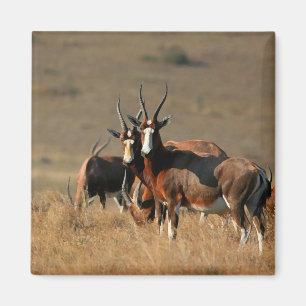 Staring blesbok magnet