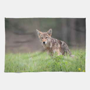 Staring Brown Coyote Photography, On a Field Tea Towel