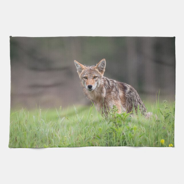 Staring Brown Coyote Photography, On a Field Tea Towel (Horizontal)