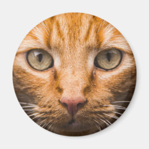 Staring Cat magnets