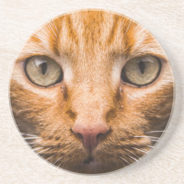 Staring Cat sandstone coaster (Front)