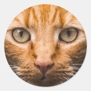 Staring Cat stickers