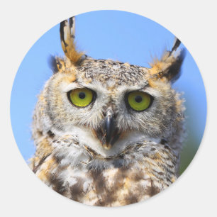 Staring Contest with a Beautiful Great Horned Owl Classic Round Sticker