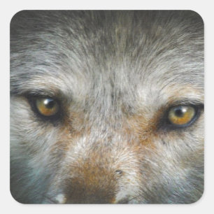 Staring Grey Wolf Eyes Wildlife Art Square Sticker