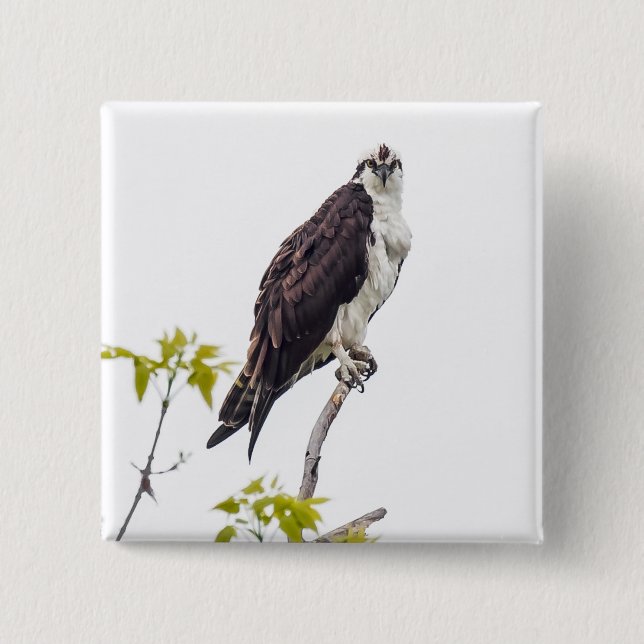 Staring Osprey 15 Cm Square Badge (Front)