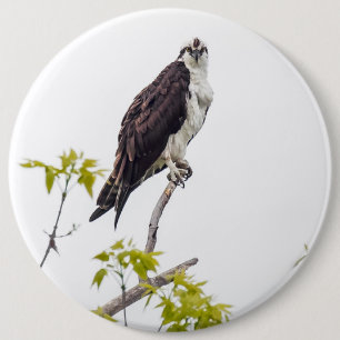 Staring Osprey 6 Cm Round Badge