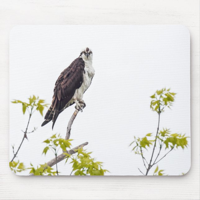 Staring Osprey Mouse Mat (Front)