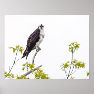 Staring Osprey Poster