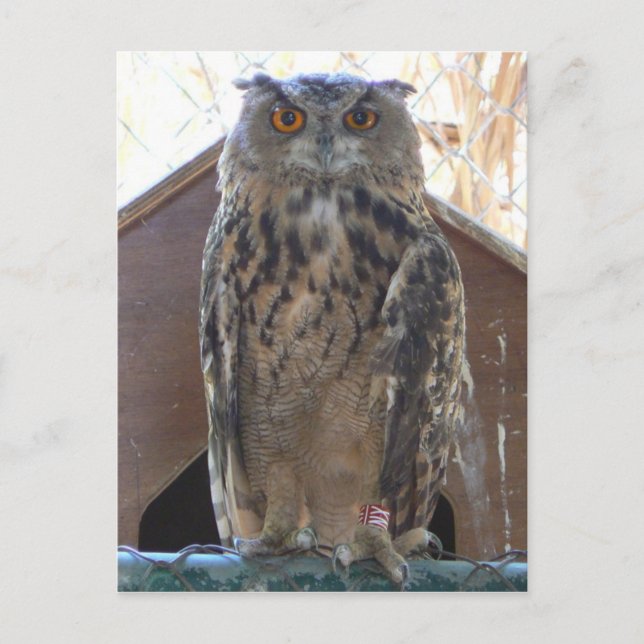 Staring owl postcard (Front)