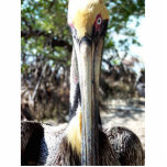Staring Pelican from Key West Florida Standing Photo Sculpture<br><div class="desc">Photography by Artist Rick Short of a Pelican staring intently into the camera. Photographed in Key West,  Florida.</div>