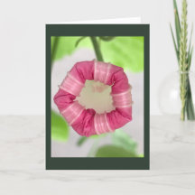 Starlight Mint Morning Glory Blank