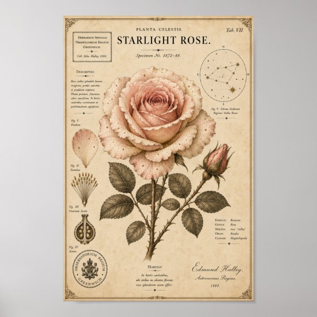 Starlight Rose Victorian Botanical Museum Print (Front)