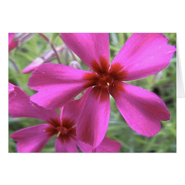 starlight, star bright (Front Horizontal)