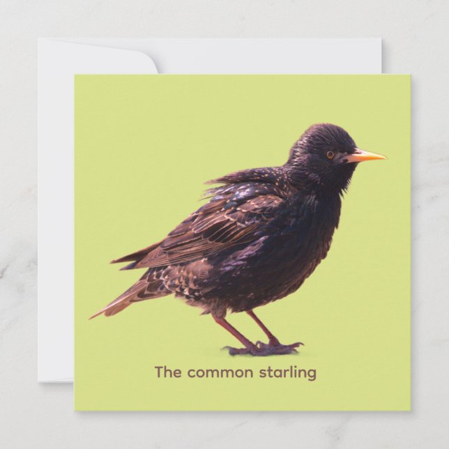 Starling  (Front)