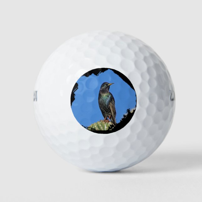 Starling and Saguaro Cactus Photo Southwest Golf Balls (Front)