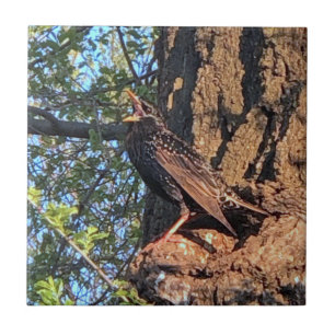 Starling Bird Ceramic Tile