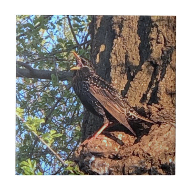 Starling Bird Ceramic Tile (Front)