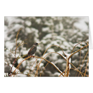 Starling bird in the Snow