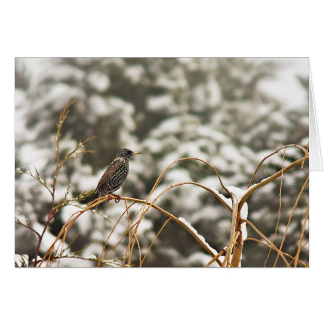 Starling bird in the Snow (Front Horizontal)