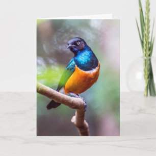 Starling Bird Sitting on Tree Limb Card