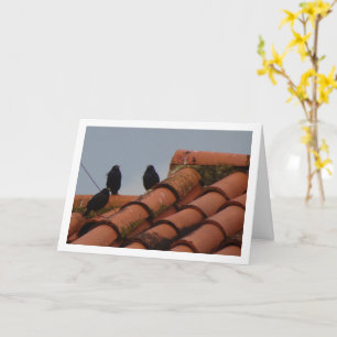 Starling Birds on Rooftop Card