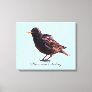 Starling canvas print