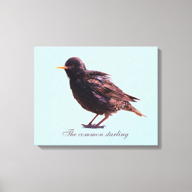 Starling  canvas print (Front)