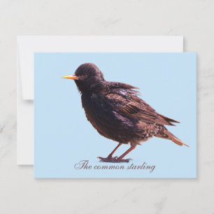 Starling  card