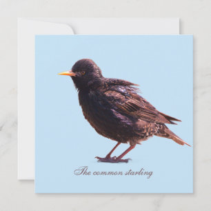 Starling  holiday card