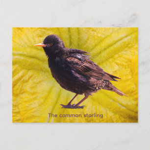 Starling holiday postcard