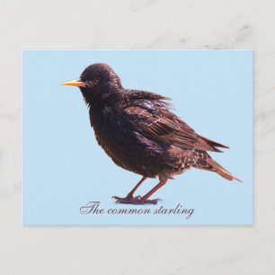 Starling holiday postcard