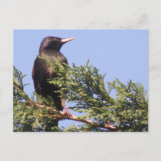 Starling in a Spruce Tree Postcard (Front)