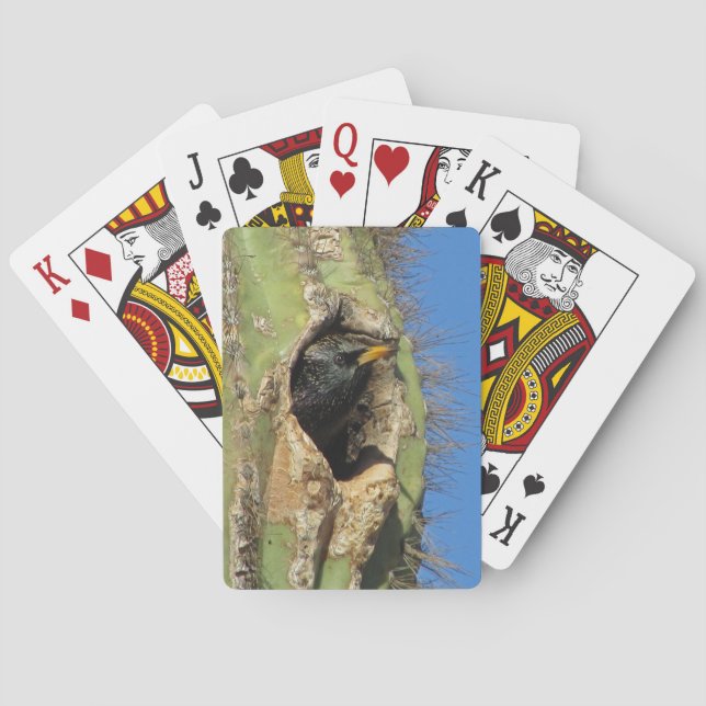 Starling in Saguaro Cactus Photo Southwest Bird Playing Cards (Back)