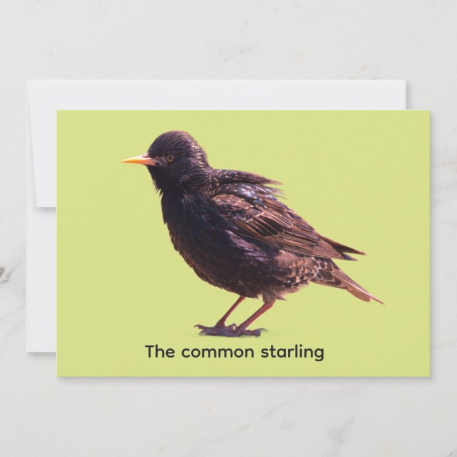 Starling  invitation (Front)