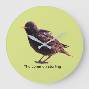 Starling large clock
