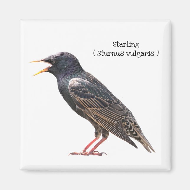 Starling Magnet (Front)