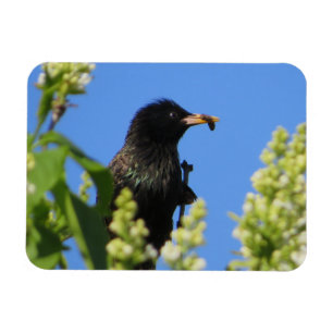 Starling On Lilacs Magnet