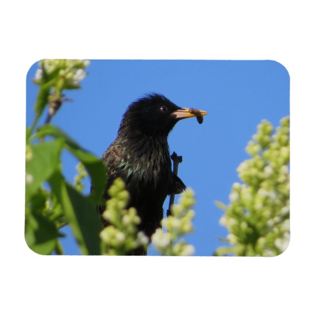 Starling On Lilacs Magnet (Horizontal)