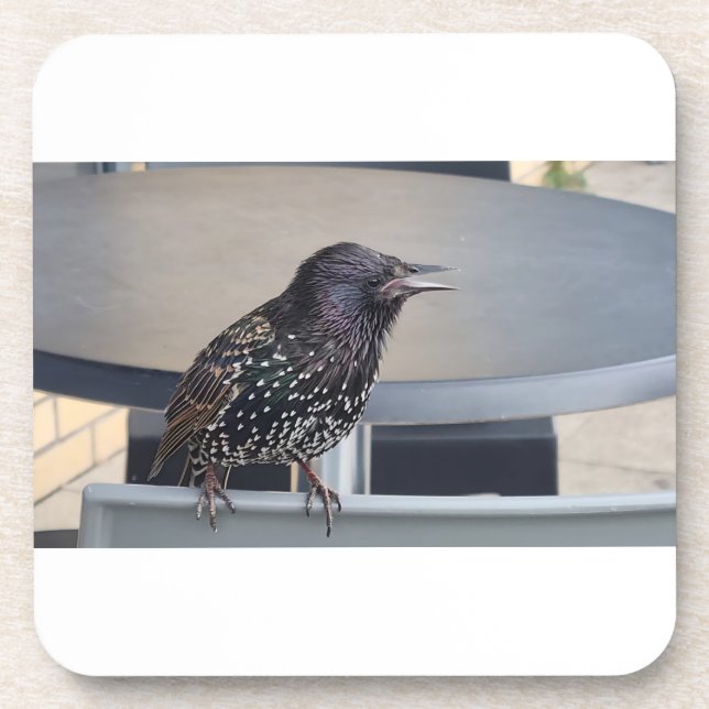 Starling Picture Coaster (Front)