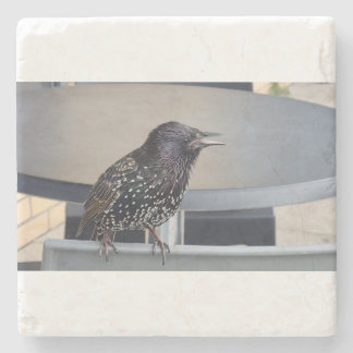 Starling Picture Stone Coaster