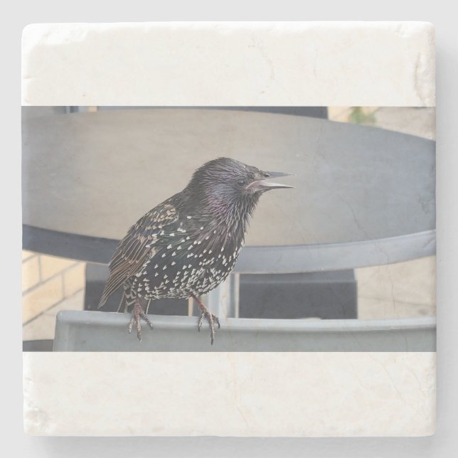Starling Picture Stone Coaster (Front)