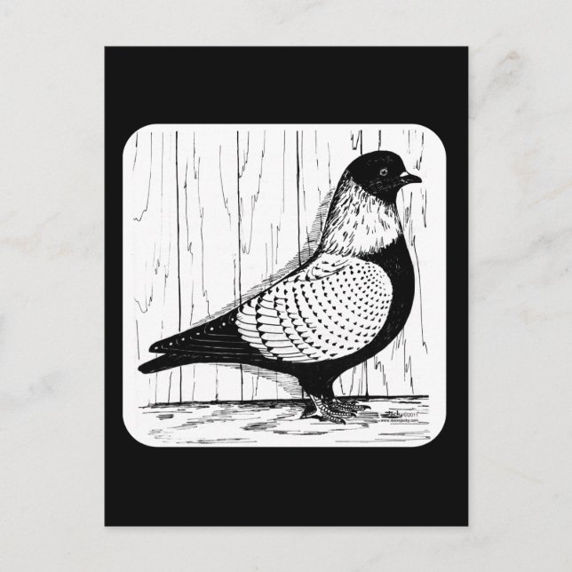 Starling Pigeon Silver-laced 1979 Postcard (Front)
