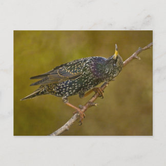 Starling Postcard