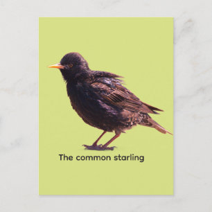 Starling postcard