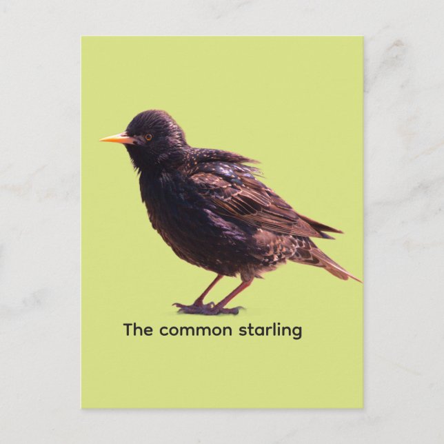 Starling  postcard (Front)