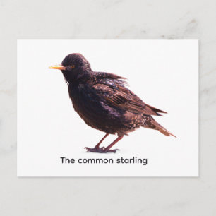 Starling postcard