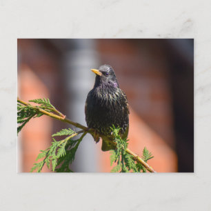 Starling  postcard