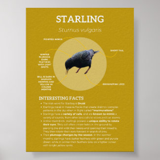 Starling Poster