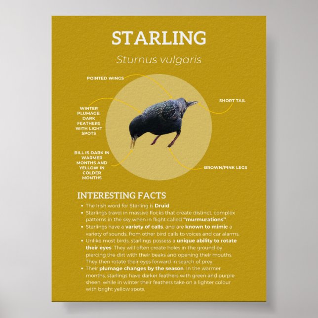 Starling Poster (Front)
